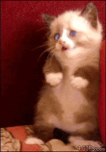202752d1333328751-animated-gif-thre.gif