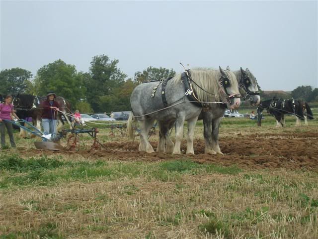 Rhodeploughingmatch199200971Small.jpg