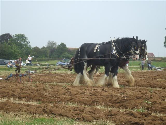 Rhodeploughingmatch199200973Small.jpg