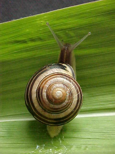 snail Pictures, Images and Photos