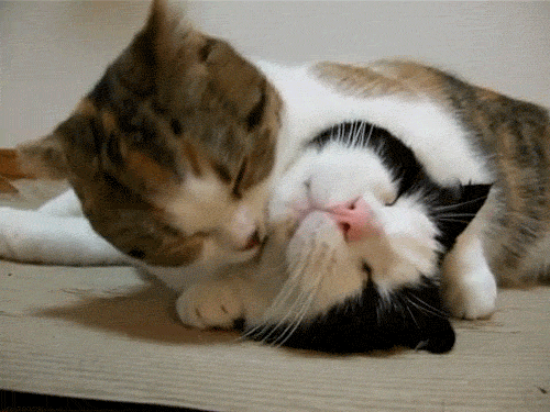 Cats Licking gif photo cutest-cat-gifs-licking_zps47fe3e1a.gif