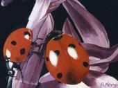 ladybugs Pictures, Images and Photos