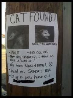 Cat Found!!! Pictures, Images and Photos
