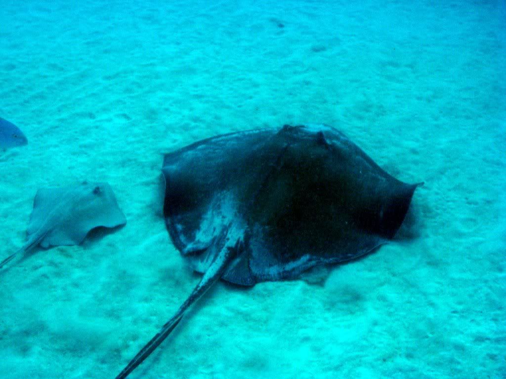 Southern Stingray and her baby