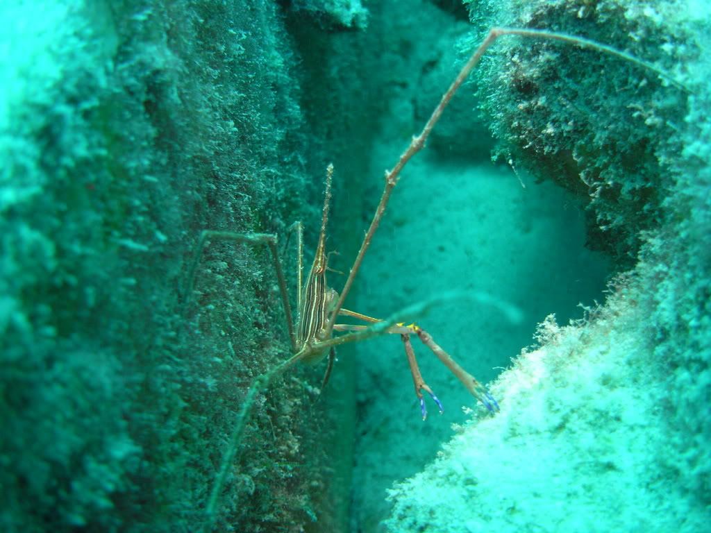 Arrow Crab
