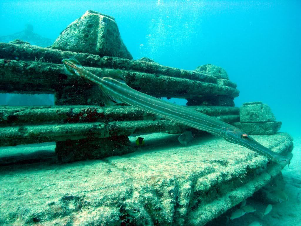 Trumpetfish