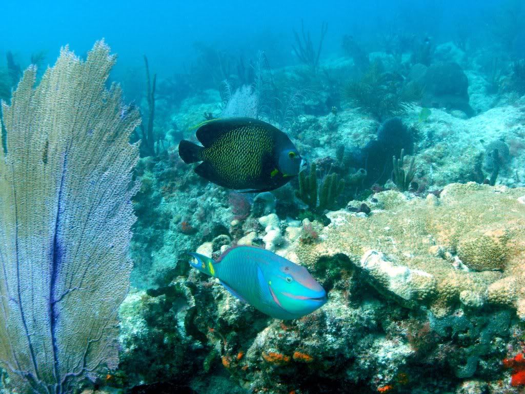 French Angelfish &amp; Stoplight Parrotfish