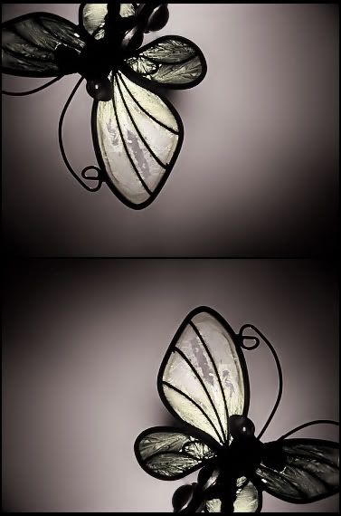 black n white butterfly 