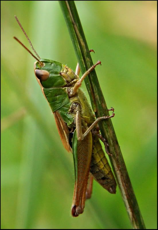 grasshopperforum.jpg