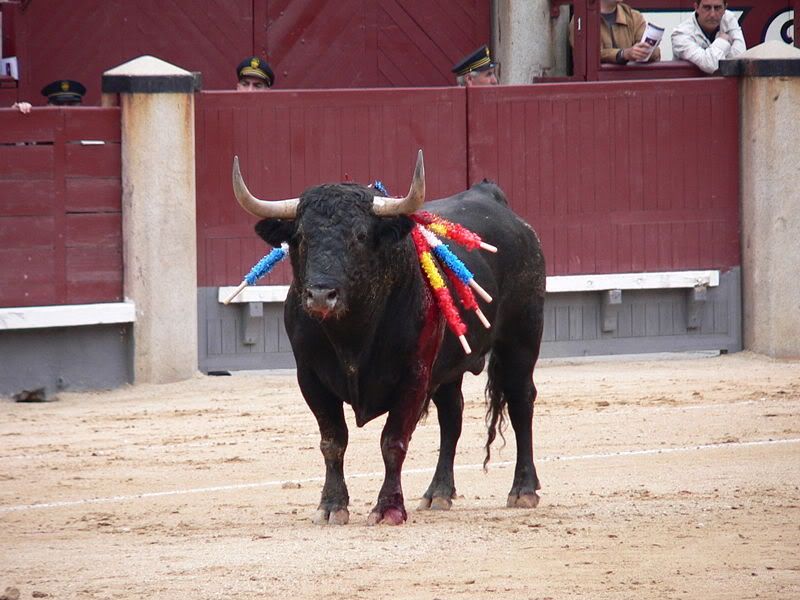 IberianFightingBull.jpg