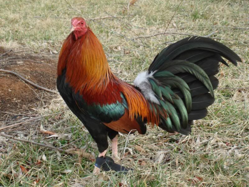 chicken breeds australia with pictures. Chicken Breeds (Permaculture