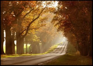 road tree Pictures, Images and Photos