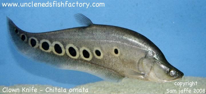 African Knife Fish