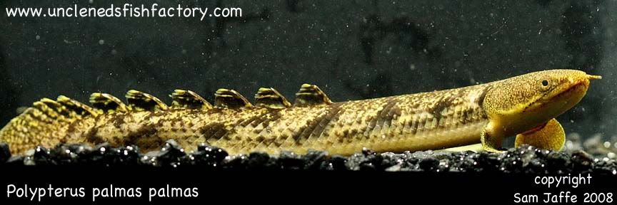 Poly Bichir