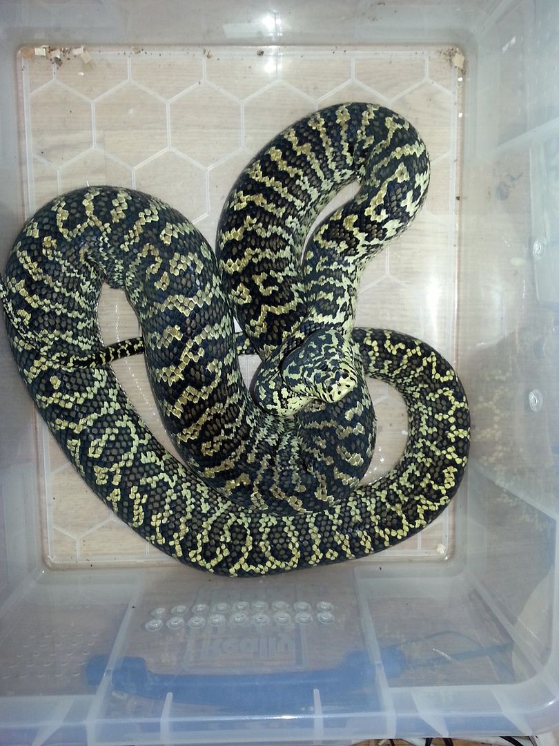 SE England Top End Adult Carpet Python Morphs Diamond Zebra Jaguars