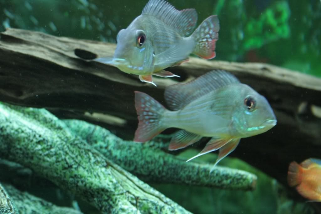 geophagus.jpg