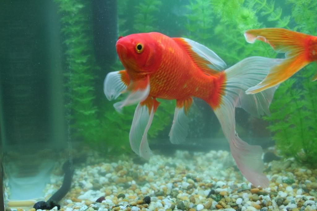 goldfish.jpg