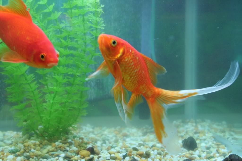 goldfish3.jpg