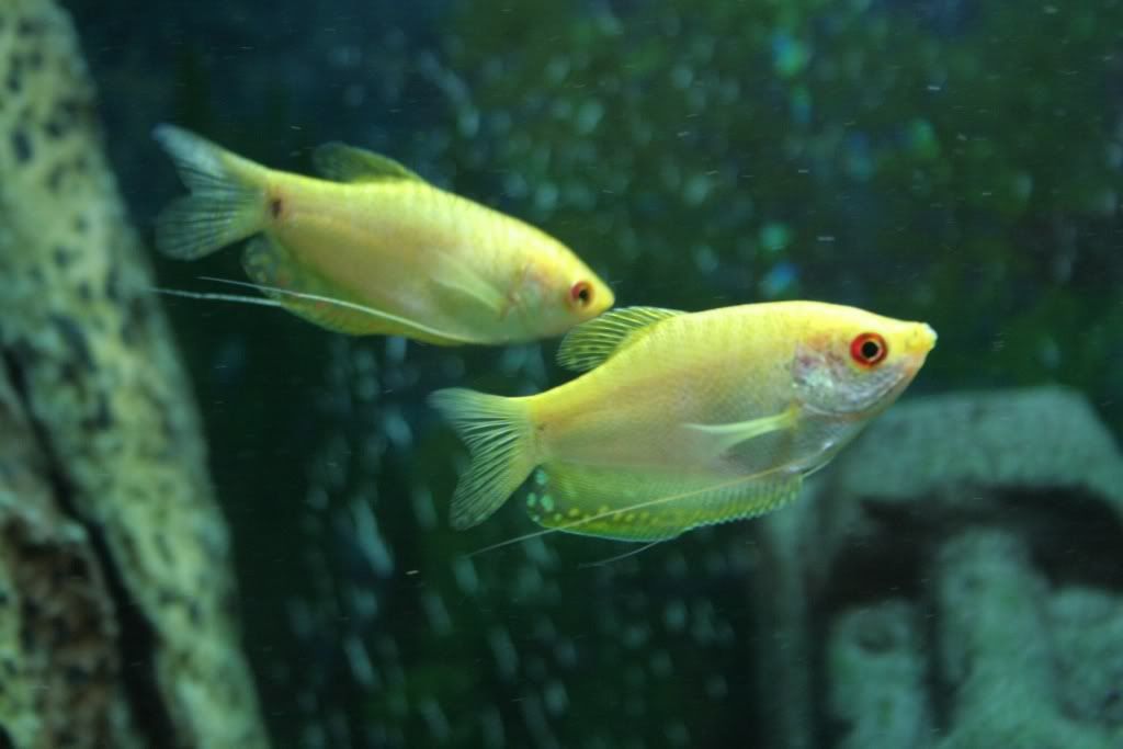 yellowgourami.jpg