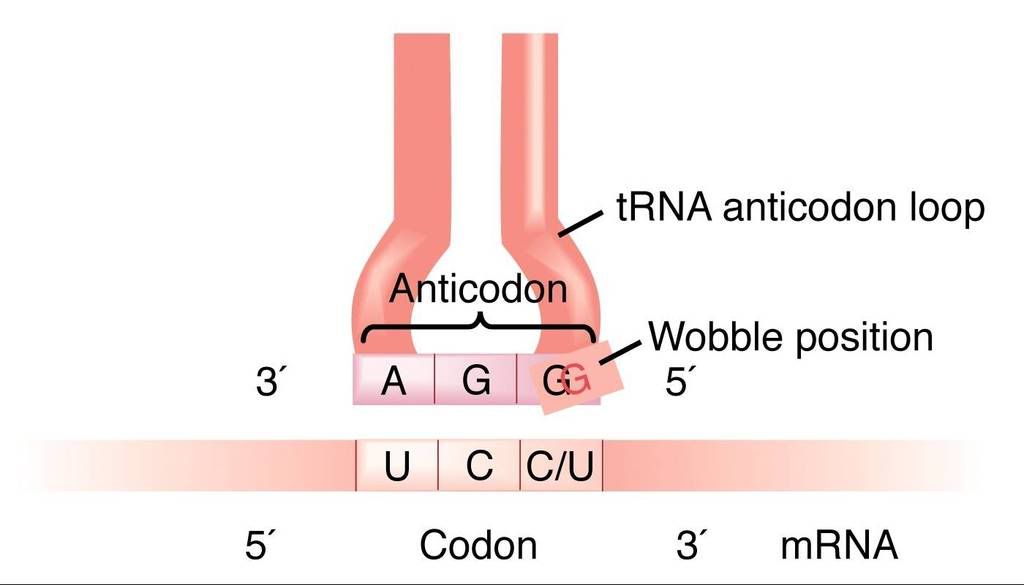 Traduccion Del Adn