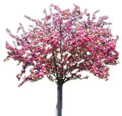 AlberoFioriRosa.gif