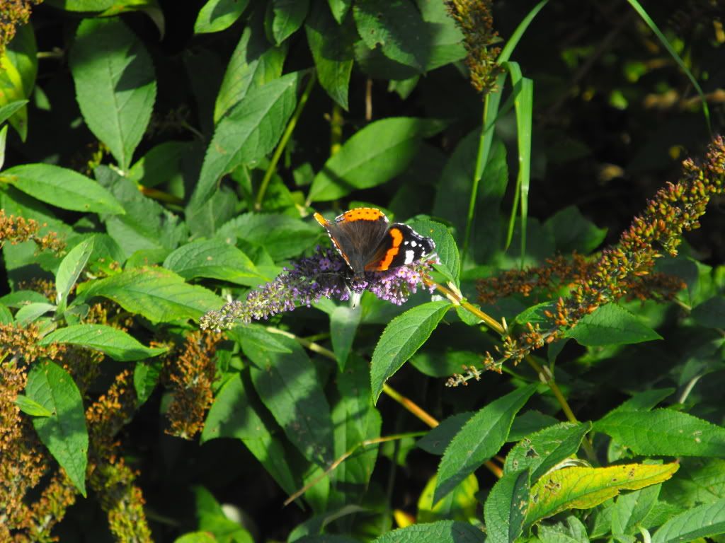DSCF0011-2.jpg