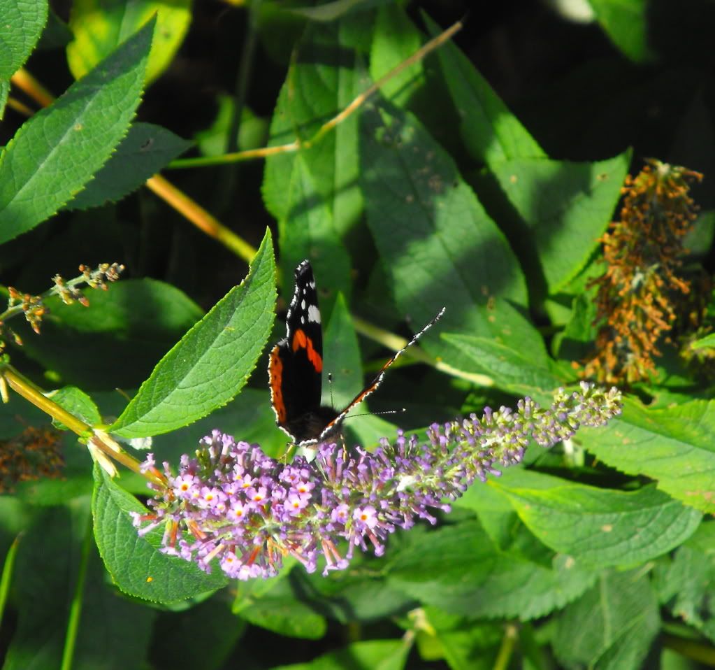 DSCF0012-2.jpg