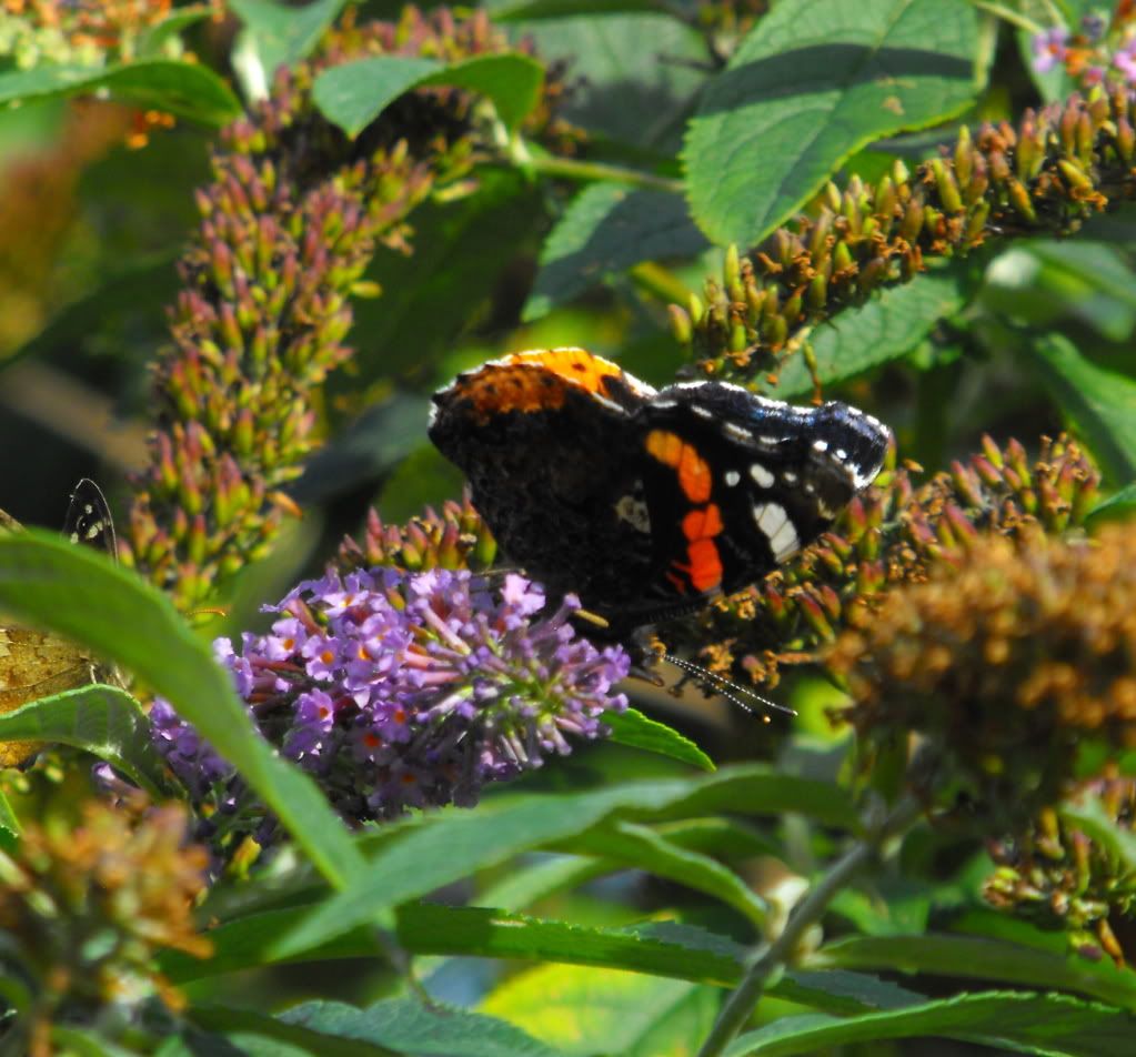 DSCF0017-2.jpg
