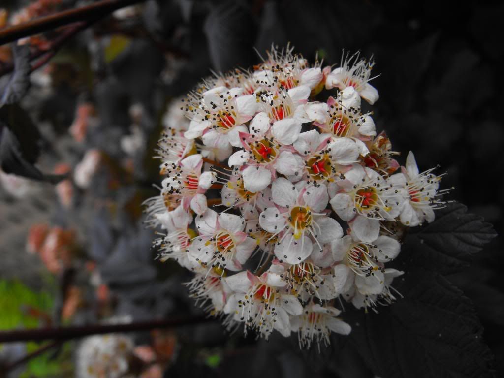 DSCF0443-1.jpg