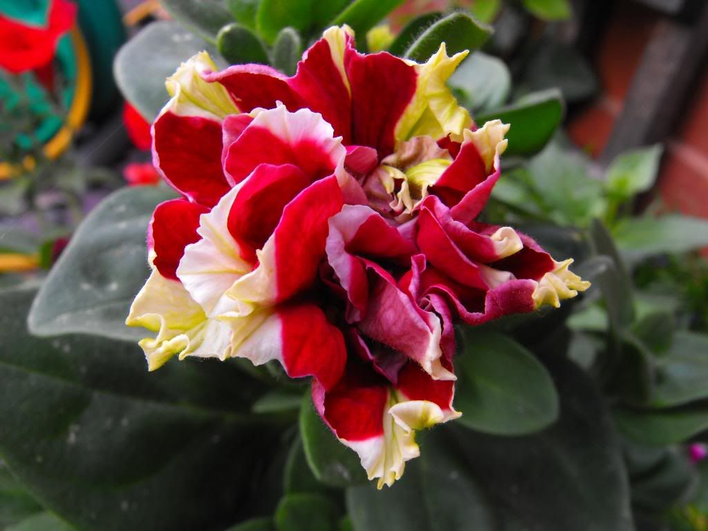 DSCF0455-1.jpg