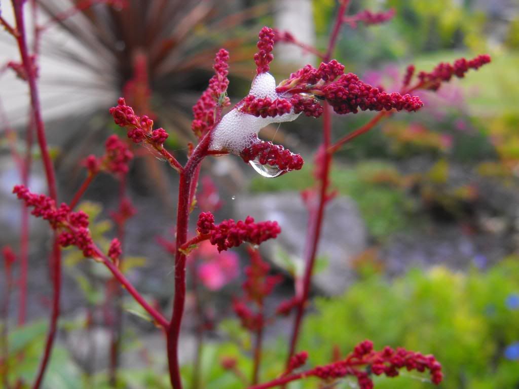 DSCF0458-1.jpg