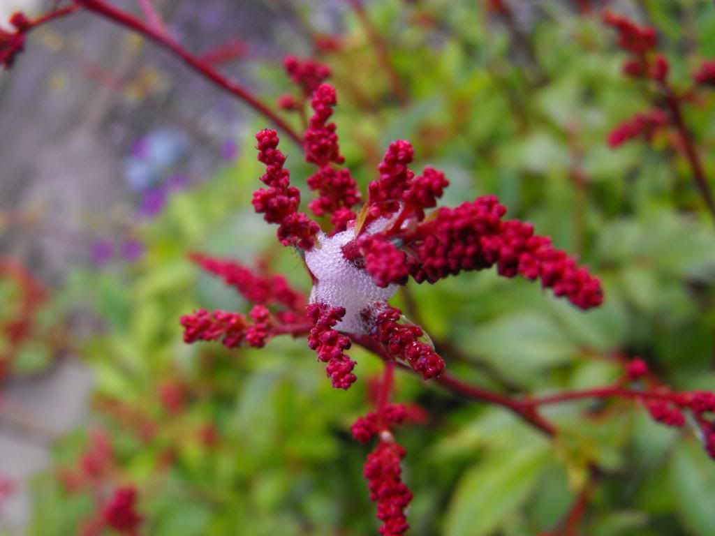 DSCF0461-1.jpg