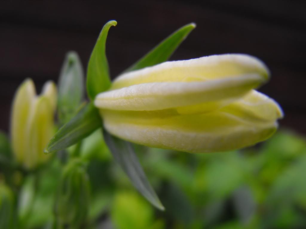 DSCF0474-1.jpg