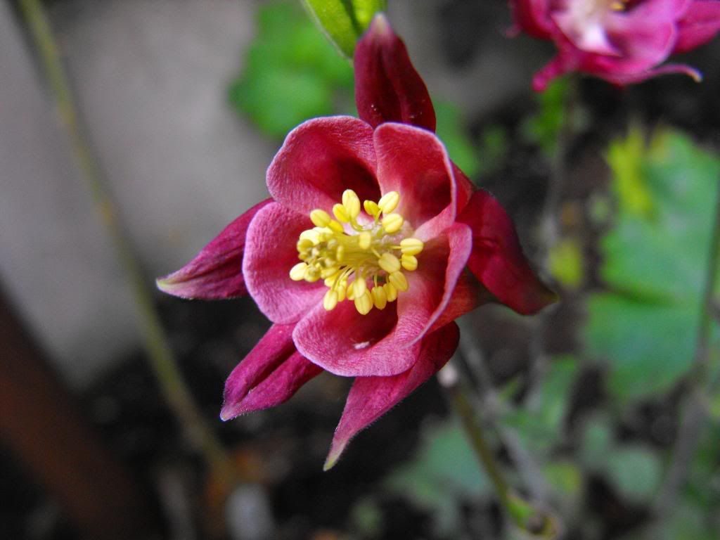 DSCF0496.jpg