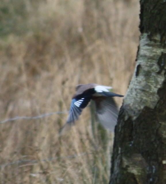 IMG_0027-20.jpg