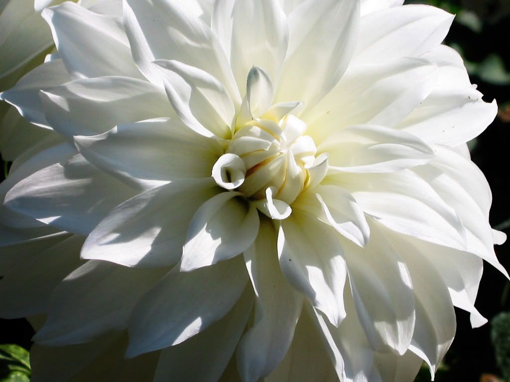 dahliawhite.jpg Dahlia white image by redwood81