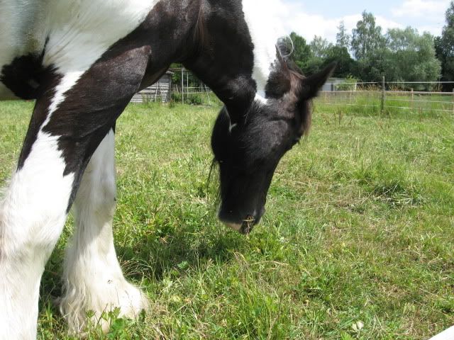 Bild