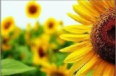 sunflower.