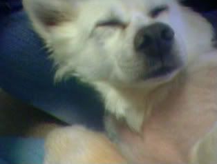 Image hotlink - 'http://i237.photobucket.com/albums/ff299/Ruskea/fritzcuddles2.jpg' Image hotlink - 'http://i237.photobucket.com/albums/ff299/Ruskea/fritzcuddles2.jpg'