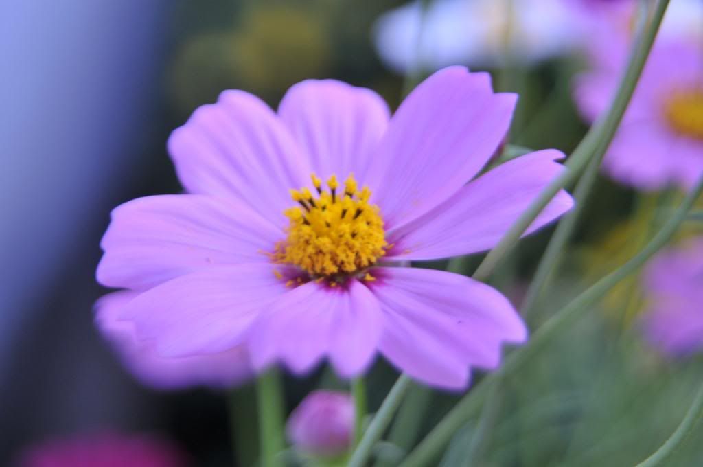 DSC_1394_zps6e1cf9ca.jpg