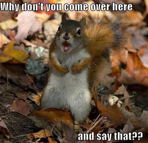 Image result for angry squirrel