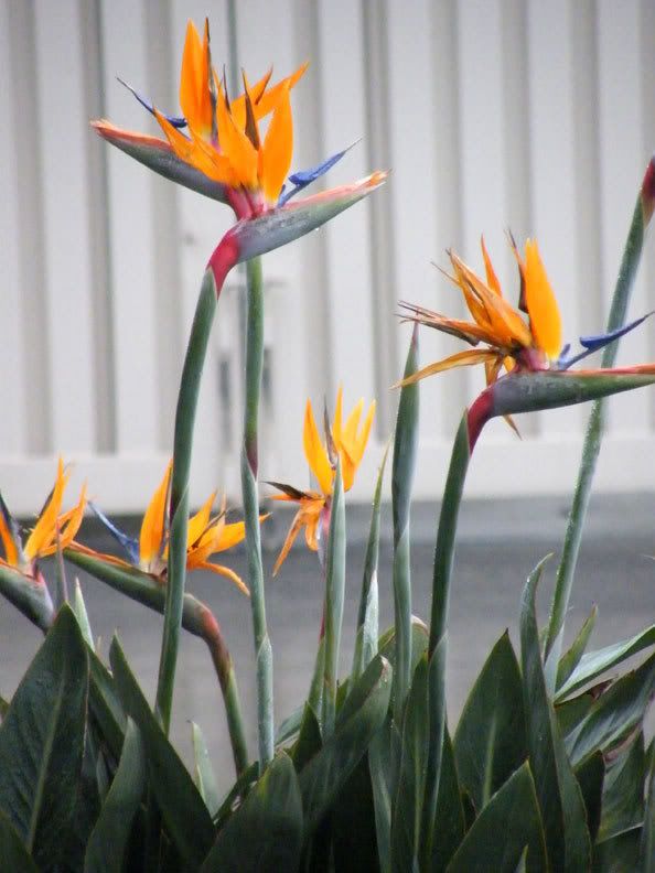 Birds Of Paradise Fresh Flowers