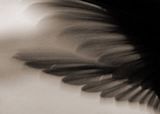 Wings.jpg image by MissHowden