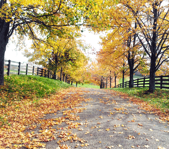 Lover's Lane, Again