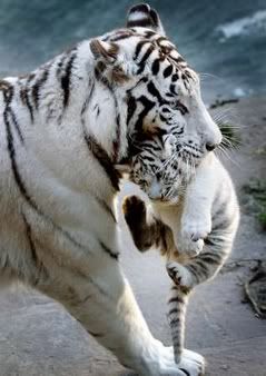 tigre blanc Pictures, Images and Photos