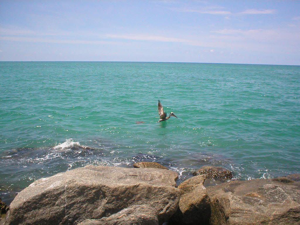 Pelican at jetty in Venice