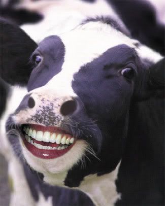 cow-smiling.jpg