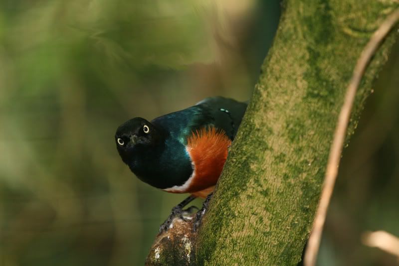 IMAGE: http://i237.photobucket.com/albums/ff83/Sjohns_album/IMG_5051edit.jpg