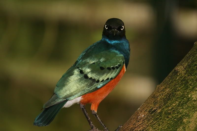 IMAGE: http://i237.photobucket.com/albums/ff83/Sjohns_album/IMG_5052.jpg