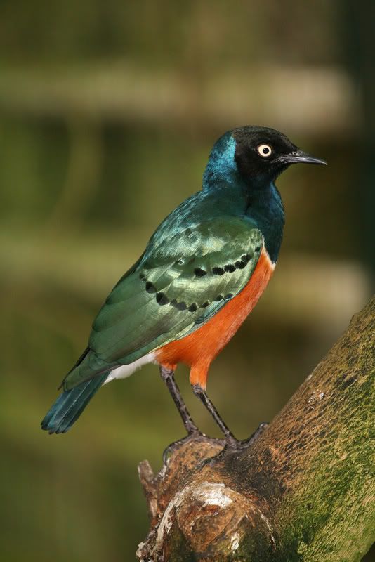 IMAGE: http://i237.photobucket.com/albums/ff83/Sjohns_album/IMG_5053.jpg